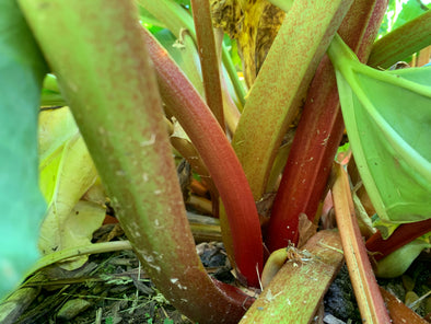 Rhubarb, Rhubarb, Rhubarb New and Different Ways to Eat It