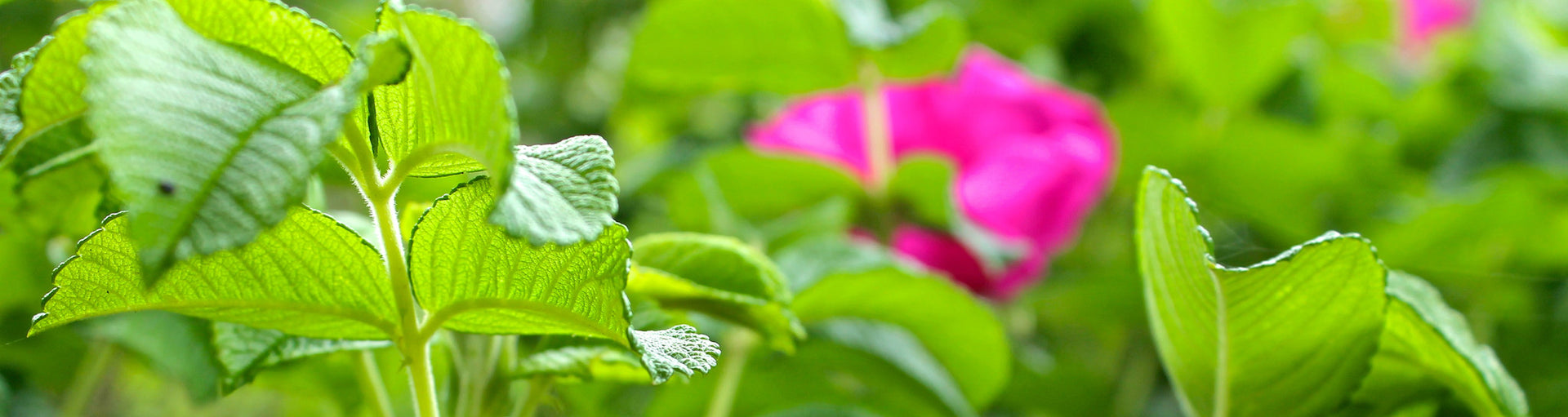 Rose Season in Maine
