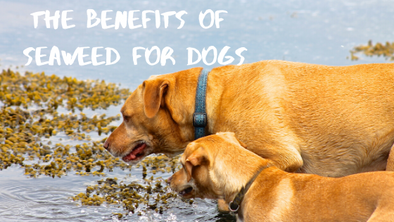 The Benefits of Seaweed for Your Dog