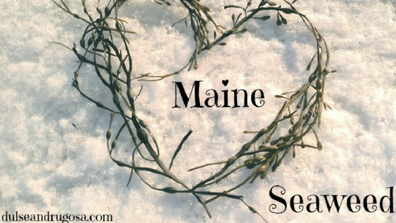 Celebrating Maine Seaweed