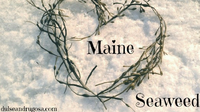 Celebrating Maine Seaweed