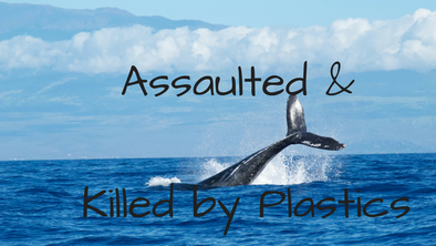 When Will There Be Good News?  Whale Assaulted and Eventually Killed By Plastic