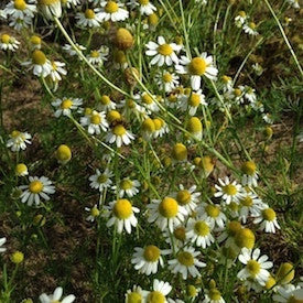 Spring in Maine (Finally)