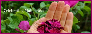 Botanical Oils for Older Skin