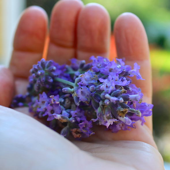 Lavender Shower Shot